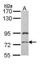 PRICKLE3 Antibody in Western Blot (WB)