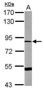 DRP2 Polyclonal Antibody
