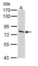 LPO Polyclonal Antibody