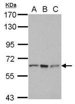 RNF12 Polyclonal Antibody