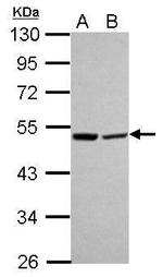 LACTB Polyclonal Antibody