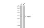 Septin-11 Antibody in Western Blot (WB)