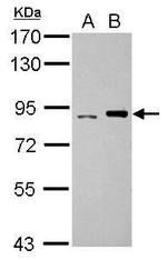 POLI Polyclonal Antibody