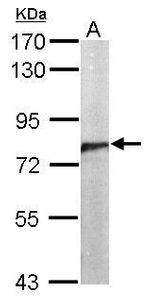 Cdc5L Polyclonal Antibody