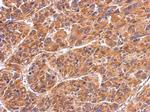 HSPA4 Antibody in Immunohistochemistry (Paraffin) (IHC (P))