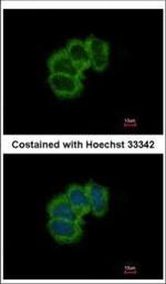 eIF4B Polyclonal Antibody