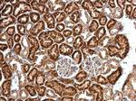 eIF4B Antibody in Immunohistochemistry (Paraffin) (IHC (P))