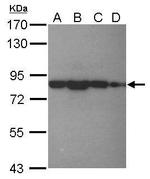 eIF4B Antibody in Western Blot (WB)