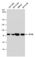 eIF4B Antibody in Western Blot (WB)