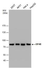 eIF4B Antibody in Western Blot (WB)