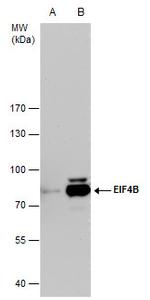 eIF4B Antibody in Western Blot (WB)
