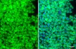 SIRP alpha Antibody in Immunocytochemistry (ICC/IF)