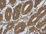 SIRP alpha Antibody in Immunohistochemistry (Paraffin) (IHC (P))