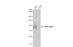 SIRP alpha Antibody in Western Blot (WB)