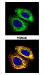 TUBA4A Antibody in Immunocytochemistry (ICC/IF)