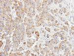 p23 Antibody in Immunohistochemistry (Paraffin) (IHC (P))