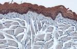 Cytokeratin 19 Antibody in Immunohistochemistry (Paraffin) (IHC (P))