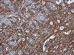 cathepsin A Antibody in Immunohistochemistry (Paraffin) (IHC (P))