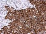 cathepsin A Antibody in Immunohistochemistry (Paraffin) (IHC (P))