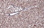 CD105 Antibody in Immunohistochemistry (Paraffin) (IHC (P))