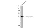 ApoA1 Antibody in Western Blot (WB)