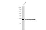 ApoA1 Antibody in Western Blot (WB)