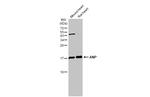 ANP Polyclonal Antibody