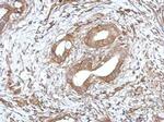 FCGR2A Antibody in Immunohistochemistry (Paraffin) (IHC (P))