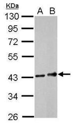 FCGR2A Antibody in Western Blot (WB)