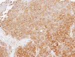 TMED4 Antibody in Immunohistochemistry (Paraffin) (IHC (P))