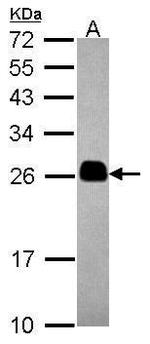 TMED4 Antibody in Western Blot (WB)