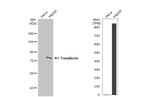 Transferrin Antibody in Western Blot (WB)