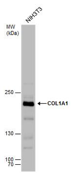 COL1A1 Antibody in Western Blot (WB)