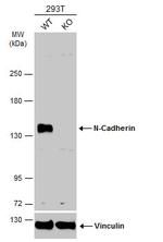 N-cadherin Antibody in Western Blot (WB)