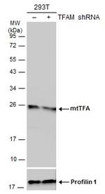 TFAM Antibody in Western Blot (WB)