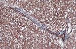 UCP1 Antibody in Immunohistochemistry (Paraffin) (IHC (P))