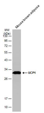 UCP1 Antibody in Western Blot (WB)