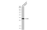 UCP1 Antibody in Western Blot (WB)