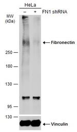 Fibronectin Antibody in Western Blot (WB)