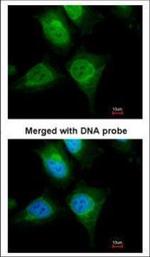 Cytokeratin 19 Antibody in Immunocytochemistry (ICC/IF)
