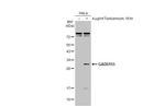 CHOP Polyclonal Antibody