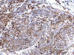 CD44 Antibody in Immunohistochemistry (Paraffin) (IHC (P))