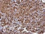 CD44 Polyclonal Antibody