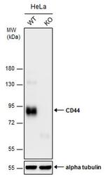 CD44 Antibody