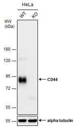 CD44 Antibody in Western Blot (WB)