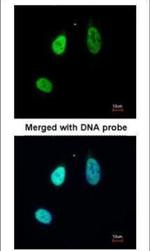 ERG Polyclonal Antibody