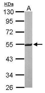 ERG Polyclonal Antibody