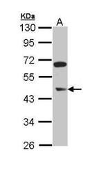 ERG Antibody in Western Blot (WB)