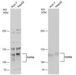 FGFR4 Polyclonal Antibody