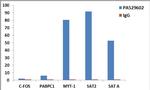 Histone H3.3 Antibody